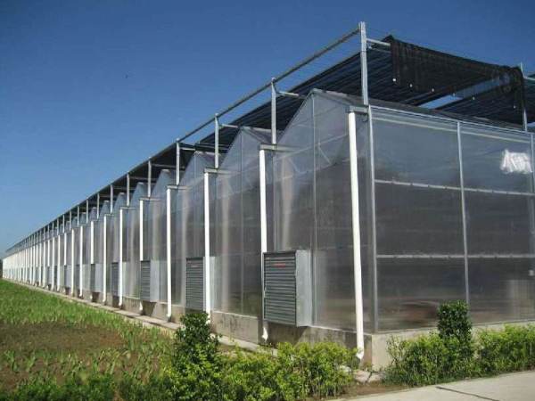 阳光板温室造价