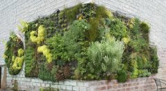 阳台植物墙的优点 阳台植物墙制作方法,因此在自然界中栖息植