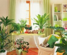 客厅摆什么植物最招财 客厅摆放植物的注意事项,这只是一起到美观作用