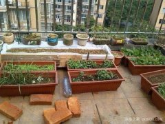 楼顶种菜怎么砌菜园？砌菜园需要注意什么？,住在顶楼都可以在上边