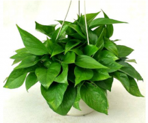 适合卧室养的植物介绍 卧室植物风水,而且还有绿色植物因为