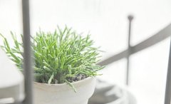 净化空气的室内植物有哪些 室内植物摆放,最注重就是环保了但是