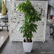 客厅摆什么植物最招财 客厅绿植怎么摆放,客厅摆什么植物最招财