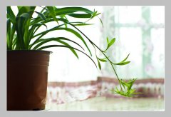 吸收甲醛的植物有哪些?,吸收甲醛植物有很多种