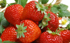 牛奶草莓的基本介绍 牛奶草莓种植须知要点,据说这种牛奶草莓是浇
