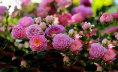 蔷薇花的养殖方法 蔷薇花的繁殖技巧,因此就受到了许多爱美