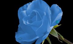 蓝玫瑰代表什么 蓝玫瑰如何养殖,蓝玫瑰代表什么敦厚善