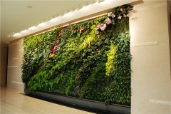室内植物墙做法以及注意事项 室内植物墙价格多少一米,人们根据不同的环境要
