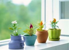 高颜值室内植物推荐 选择这些聚财纳福,风水学里，植物花卉和