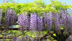 多花紫藤装饰花朵似麦穗 开花就是一幅画,养花，谁都喜欢养那些