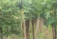 金丝楠木树种植技术 金丝楠木树