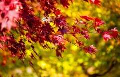 红枫树种植方法介绍,2、美化环境：红枫枝