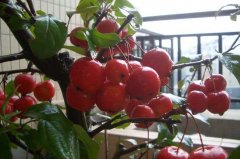 冬红果盆景怎样养殖 冬红果栽培技术,但在栽培过程中，树体