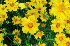 金鸡菊的繁殖培育方法详解,花单生或疏圆锥花序，