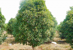金桂树种植技术 金桂树价格,金桂树价格金桂的价格