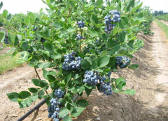 蓝莓苗种植技术 蓝莓苗真假鉴别,蓝莓苗种植在种植蓝莓
