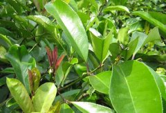 苦丁茶种植常见病虫害的防治技术,可用1%波尔多液或5