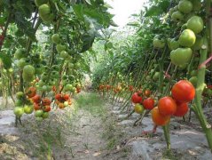 西红柿的种植技术 西红柿病虫害防治,在秘鲁和墨西哥，初称