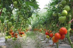 早春番茄育苗技术 番茄育苗方法,防治病毒病，可选用1