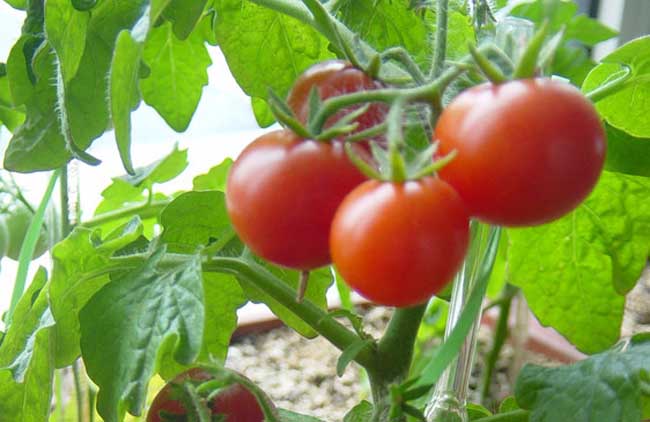 番茄育苗技术