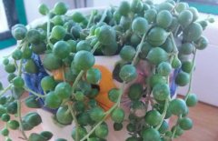 盆栽佛珠吊兰怎么养 佛珠吊兰的繁殖方法,适应性强，较耐旱、耐