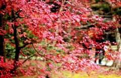 红枫树的繁殖方法 红枫树的三种繁殖方式,如有全光喷雾的条件，