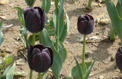 黑色郁金香的花语和故事,黑色郁金香的产地黑色