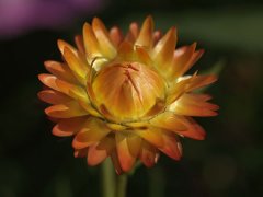 蜡菊的种植方法 蜡菊的形态特征,那蜡菊怎么种植呢?有