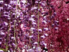 多花紫藤的养殖方法 多花紫藤主要价值,接下来小柒就分享下多
