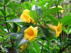 黄蝉花有毒吗 黄蝉花语是什么,长江北以盆栽为主。那