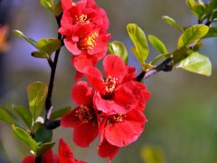 松红梅的栽培技术 松红梅的养护方法,花朵虽然不大，但花色