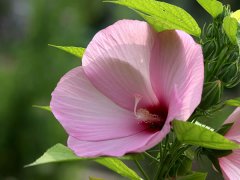 芙蓉葵的繁殖方法 芙蓉葵的功效与作用,芙蓉葵图片一、芙蓉葵