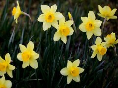 黄水仙花语是什么 黄水仙功效作用有哪些,黄水仙花色温柔和谐，