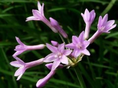 紫娇花病害防治方法 紫娇花功效作用,紫娇花常见病害有花叶