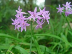 紫娇花花语是什么 紫娇花怎么繁殖,适宜作花境中景，也是