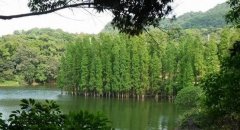 水杉盆景怎么养 水杉的养殖方法和园林用途,属于落叶大乔木，原产