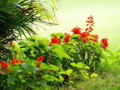 一串红话语是什么 一串红花语和作用分析,这么喜庆祥和的花朵相