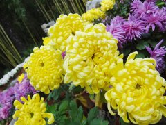 菊花花语是什么 菊花有什么代表意义,菊花品种多样，花色丰