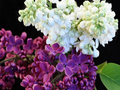 丁香花花语是什么 丁香花花语和传说,常见的丁香花是紫色的