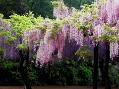 紫藤花语是什么 紫藤花象征意义与传说,一般应用于湖畔、池边
