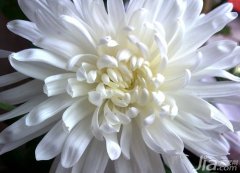 白菊花的功效与作用 白菊花的食用方法,白菊