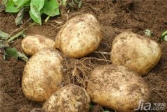 土豆的功效与作用及禁忌,不过虽然土豆在我们国