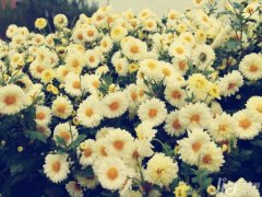白菊花图片欣赏 白菊花简介,现在菊花品种很