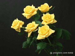黄玫瑰代表什么，黄玫瑰的花语是啥,当用黄玫瑰来代表爱情