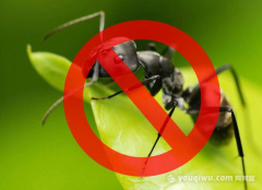 如何消灭蚂蚁 如何防止蚂蚁筑巢,一蚂蚁简介：蚂蚁通常
