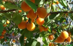 杏树管理方法,杏树病虫害防治,杏树图片大全