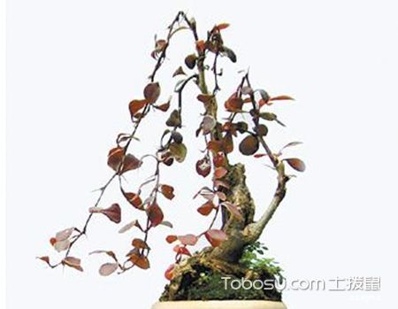 紫叶小檗盆景养护方法
