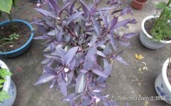 紫吊兰的养殖方法和注意事项是什么？紫吊兰