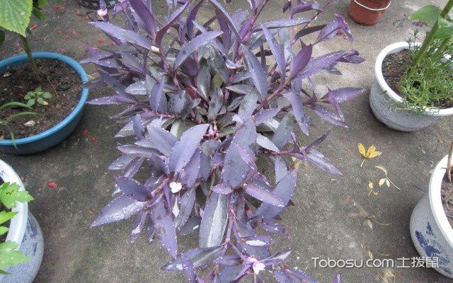 紫吊兰的养殖方法和注意事项，养护