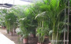 富贵椰子的修剪方法,栽培养护富贵椰子的技